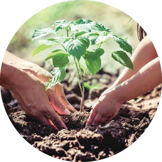 image of planting a plant